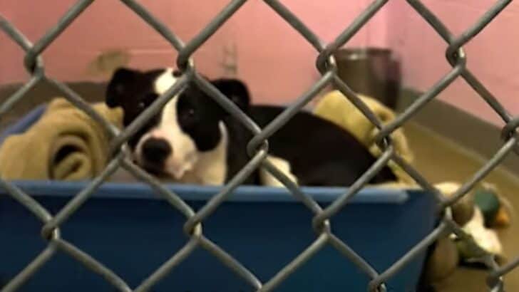 Desperate Pittie’s Heart Shatters After 700 Days Of Waiting Alone In The Shelter