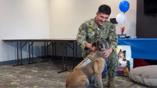 The Emotional Reunion Of Retired Military Dog And His Former Handler&nbsp;