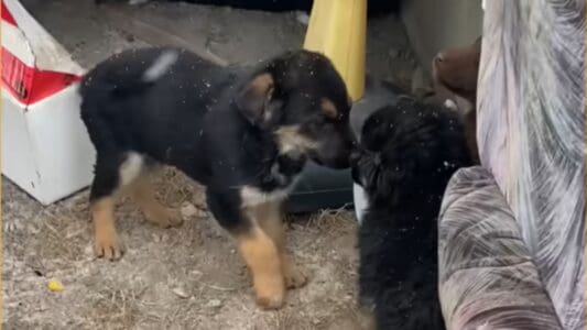 A Man Is Heartbroken To Find Freezing Puppies Abandoned Under A Couch