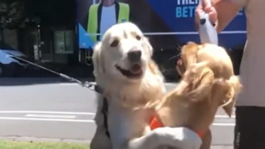 Adorable Golden Retriever Best Friends Hug With Excitement At Every Meeting