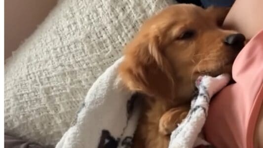 Vets Are Heartbroken After Not Knowing What Is Wrong With This Sick Puppy