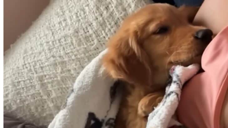 Vets Are Heartbroken After Not Knowing What Is Wrong With This Sick Puppy