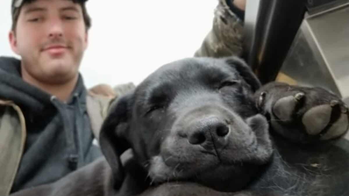 Puppy
