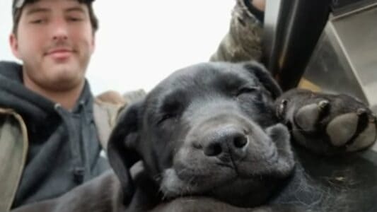 A Deaf Man And His Deaf Dog Learn To Communicate Through Sign Language