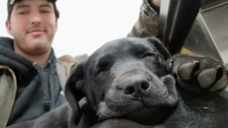 A Deaf Man And His Deaf Dog Learn To Communicate Through Sign Language
