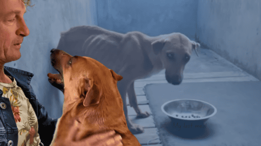Owner Surrenders Dog for Euthanasia Because She Wasn&rsquo;t a Good Guard Dog, But Lady Luck Steps In