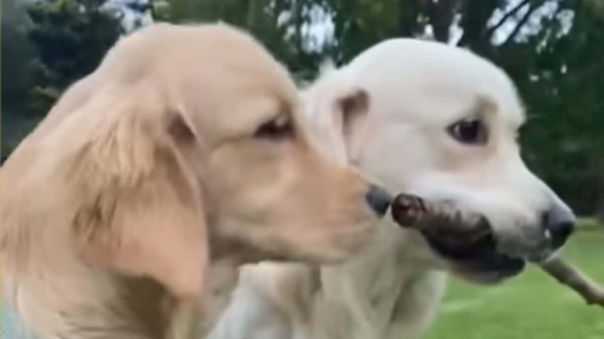 Dogs