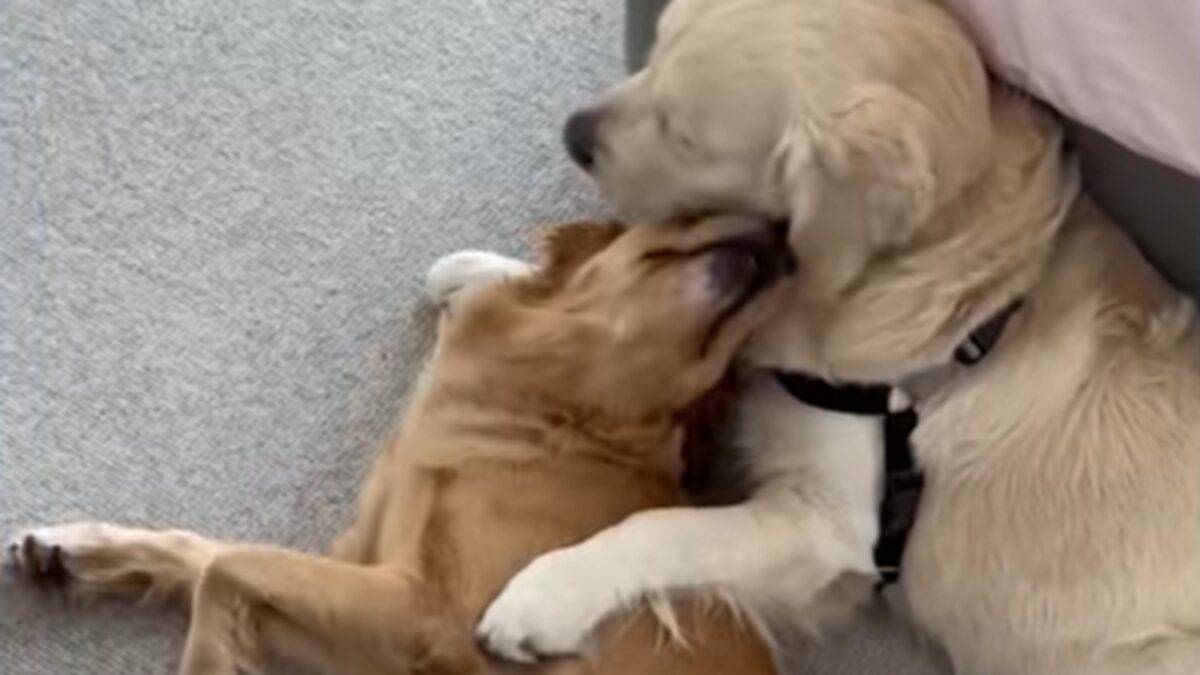 Dogs