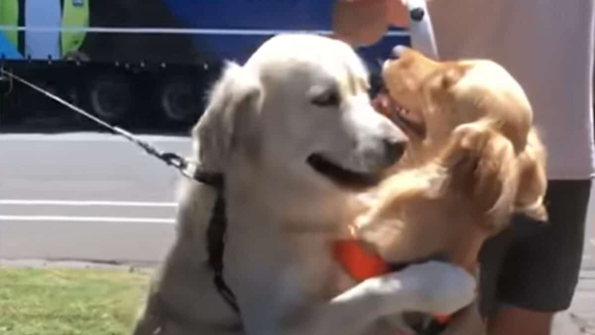 Dogs