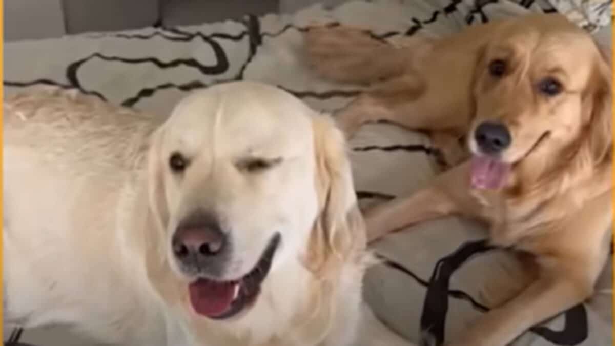 Dogs