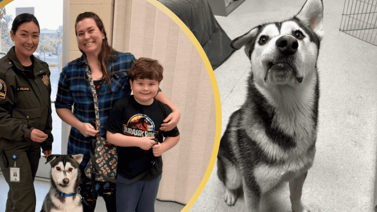 Frau fährt 2,500 Meilen, um einen Husky zu adoptieren, den niemand wollte, weil er zu „hässlich“ war
