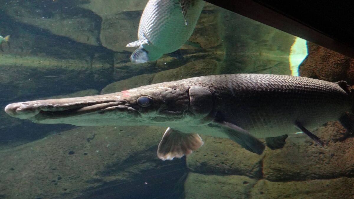 Alligator gar in an aquarium.
