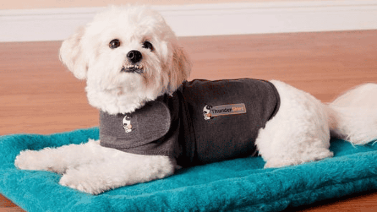 ThunderShirt Classic Anxiety & Calming Vest for Dogs for $50 on Chewy.