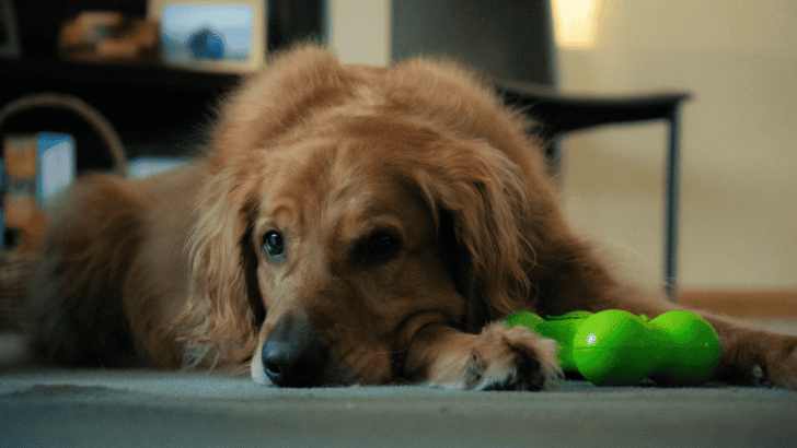 13 Enrichment Toys To Reduce Your Dog&rsquo;s Anxiety and Boredom