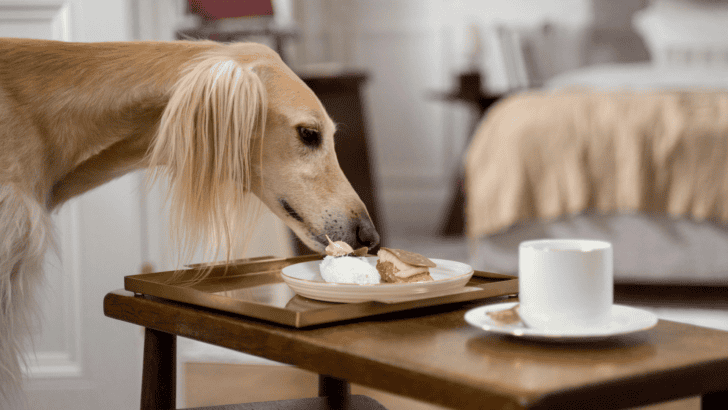 10 Luxury Hotel Pet Amenities to Spoil Your Dog on Vacation