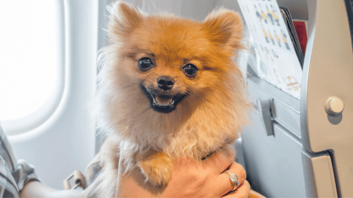 Don&rsquo;t Fly with Your Dog Until You&rsquo;ve Read This