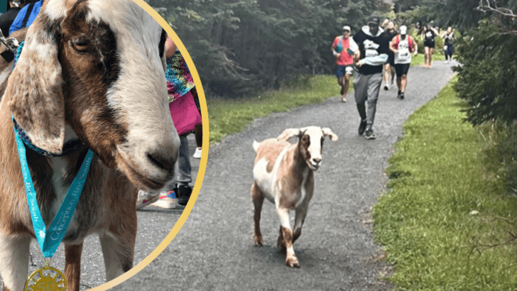 Owner Wakes Up to Social Media Videos of Her Goat Running a Half-Marathon
