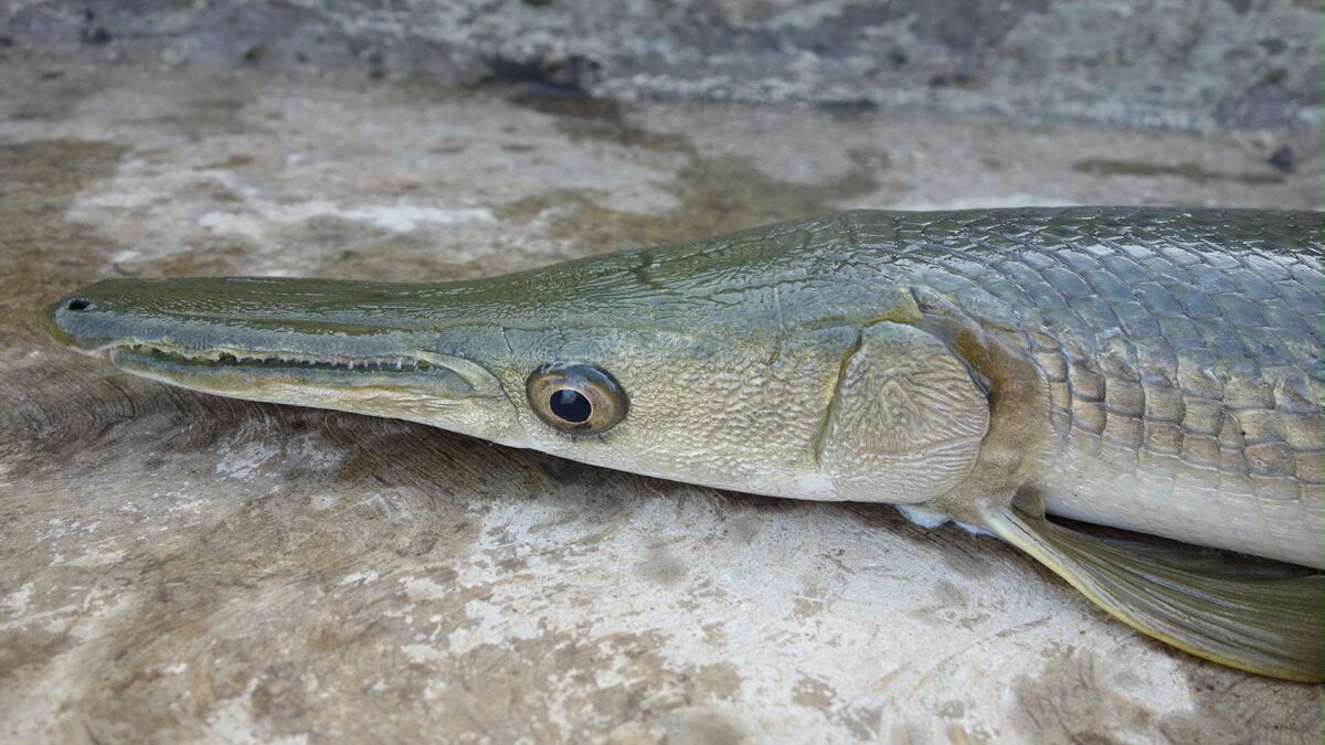 Alligator gar head.