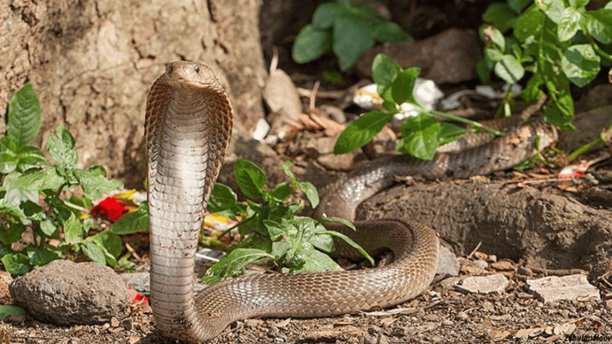 Ophiophagus Salvatana: (Luzon king cobra)