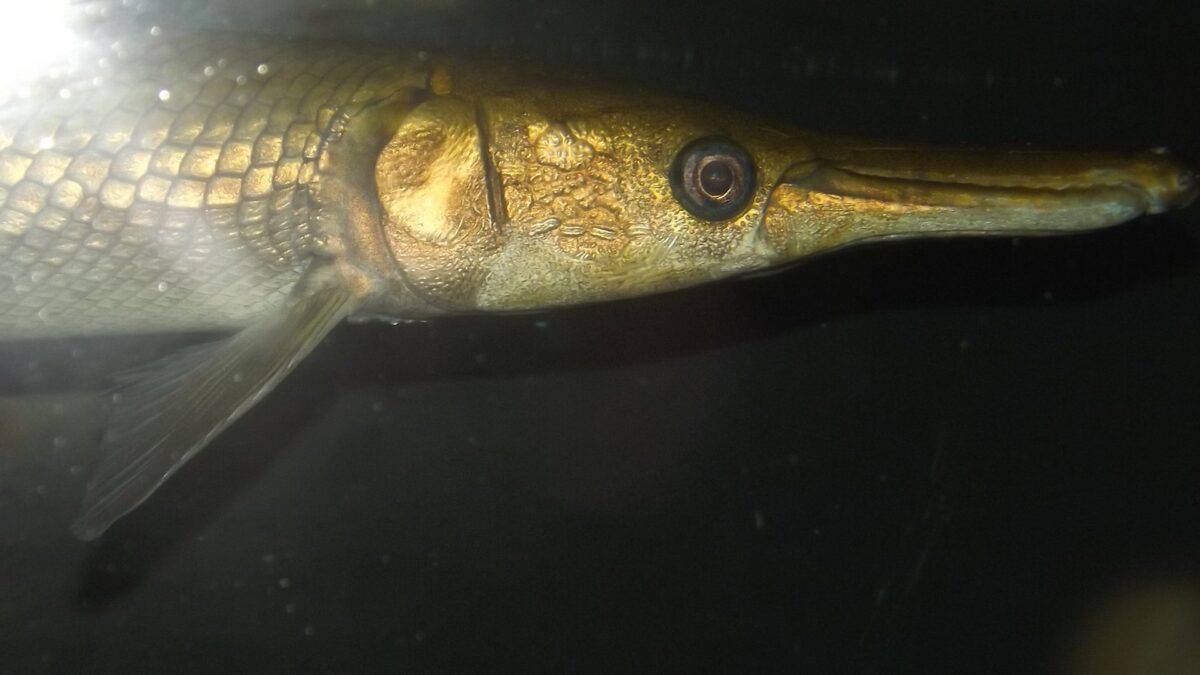 Alligator gar in dark water.