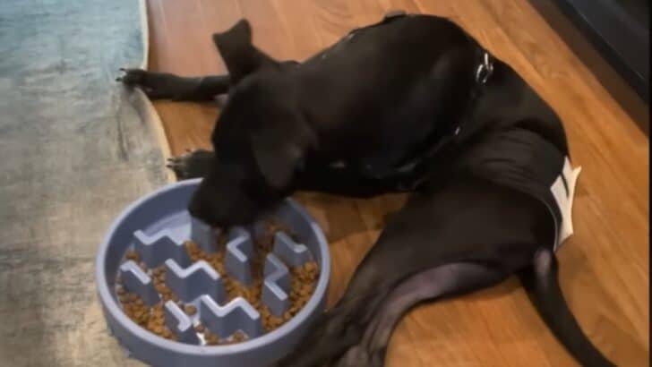The Unbreakable Spirit Of A Partially Paralyzed Dog Turns Him Into A Miracle Survivor