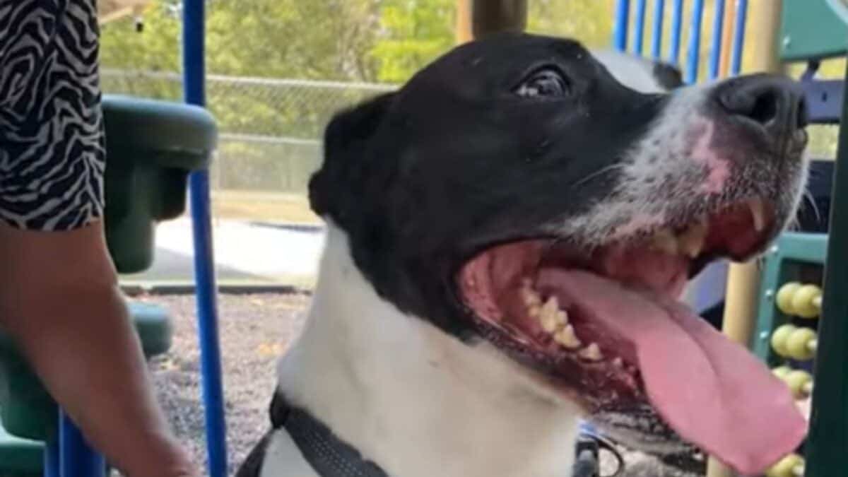 Dog