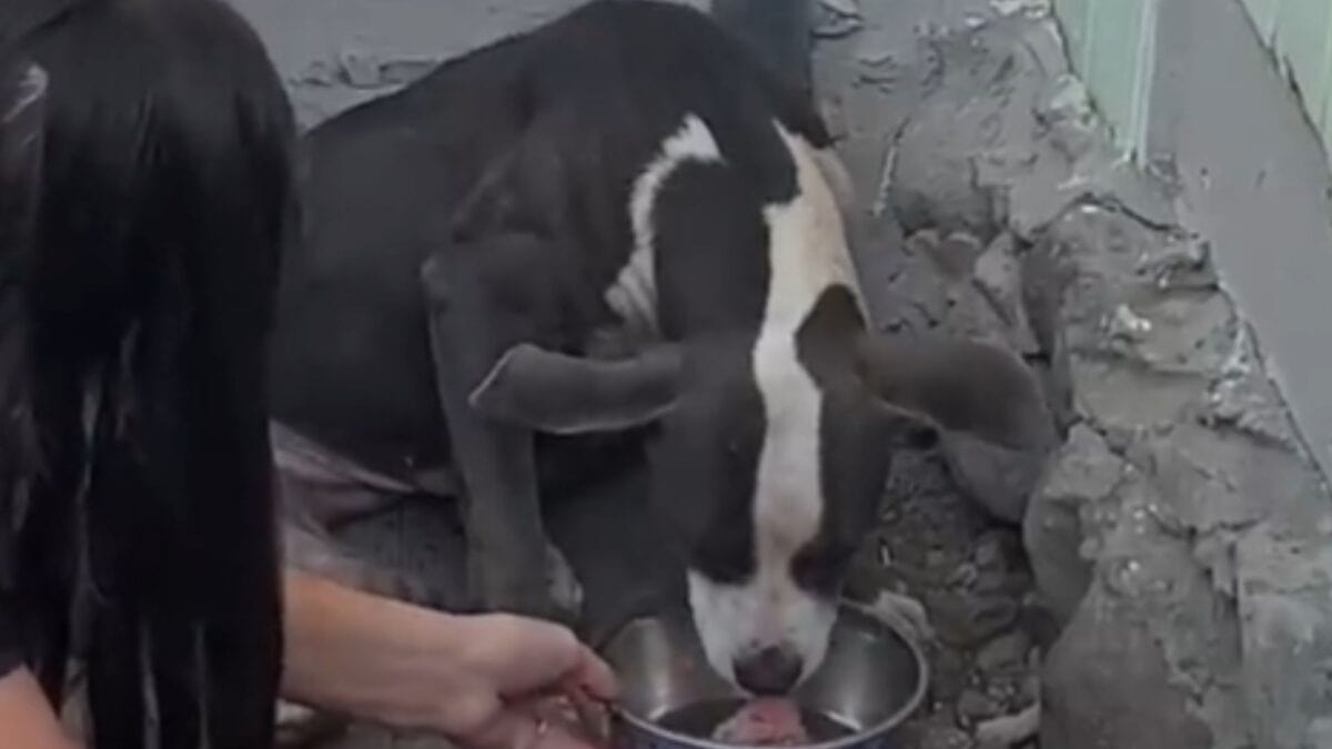 Pittie