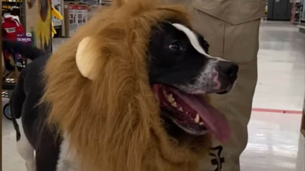 Dog