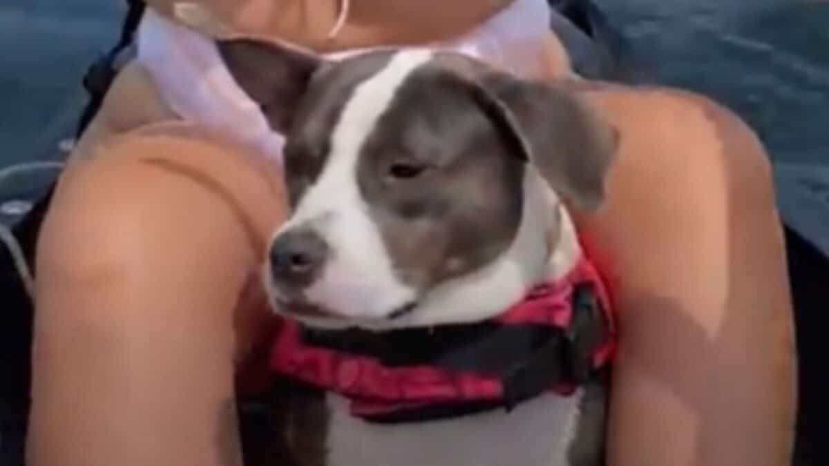 Pittie