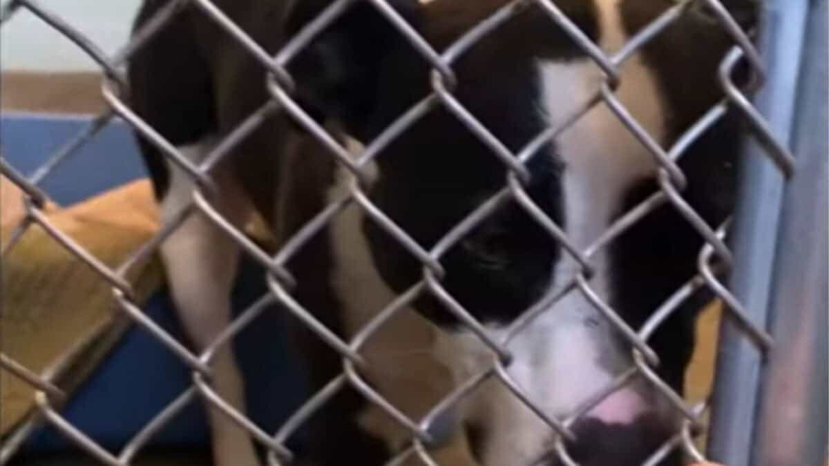 Dog