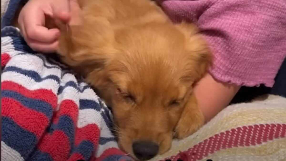 Puppy