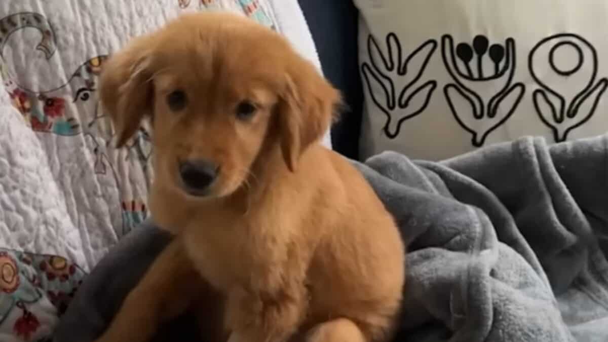 Puppy