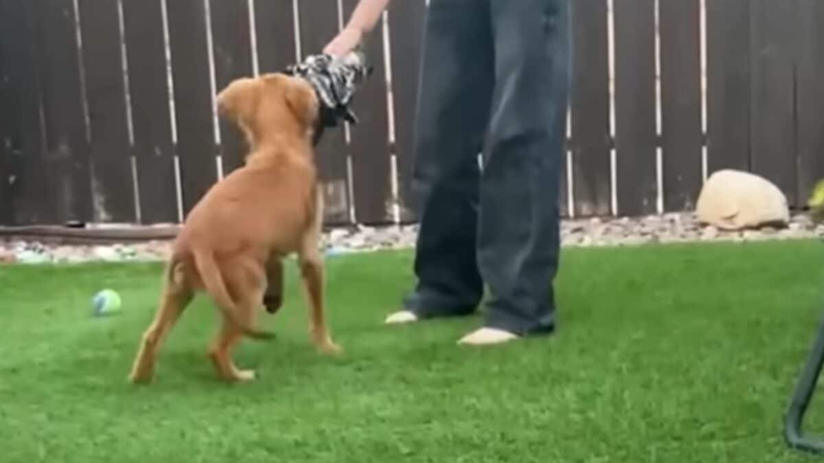 Puppy