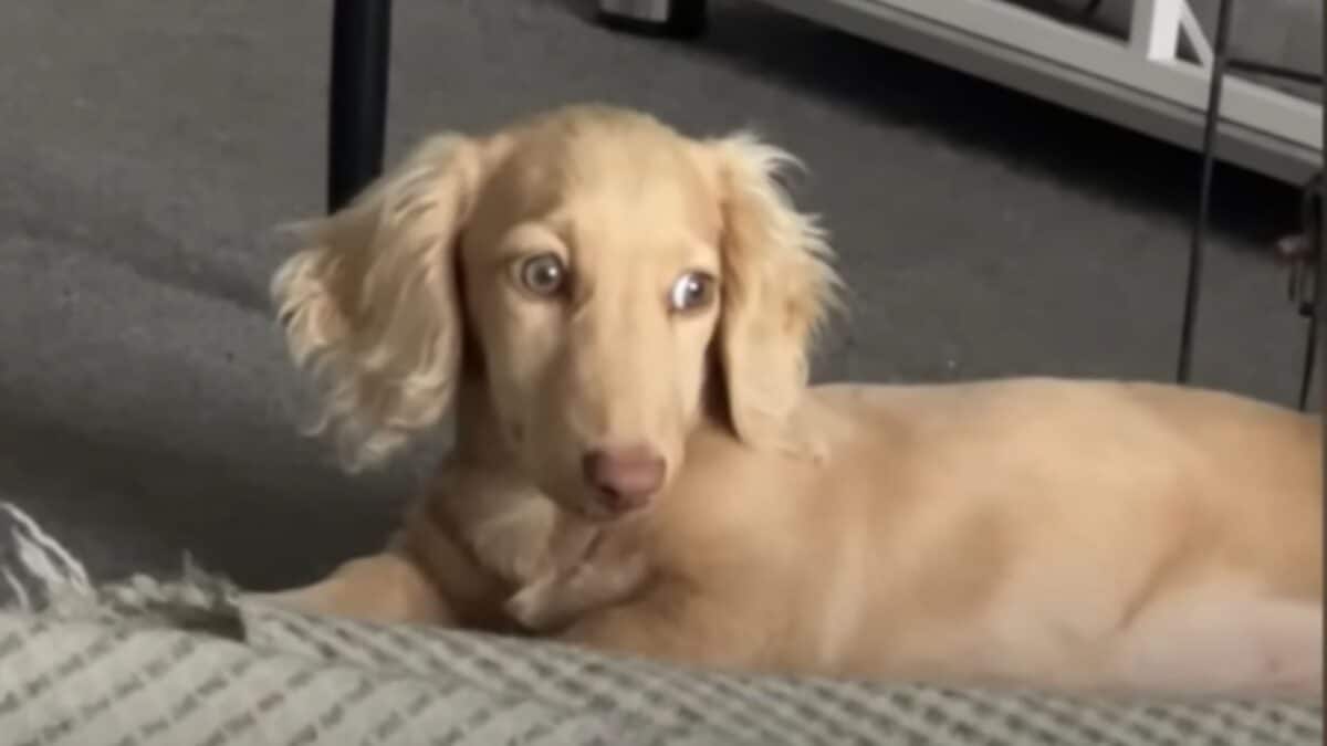 Puppy