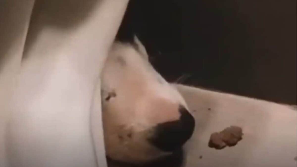 Puppy