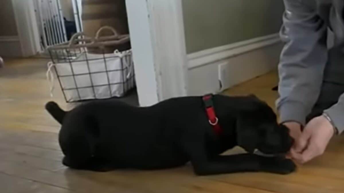 Puppy