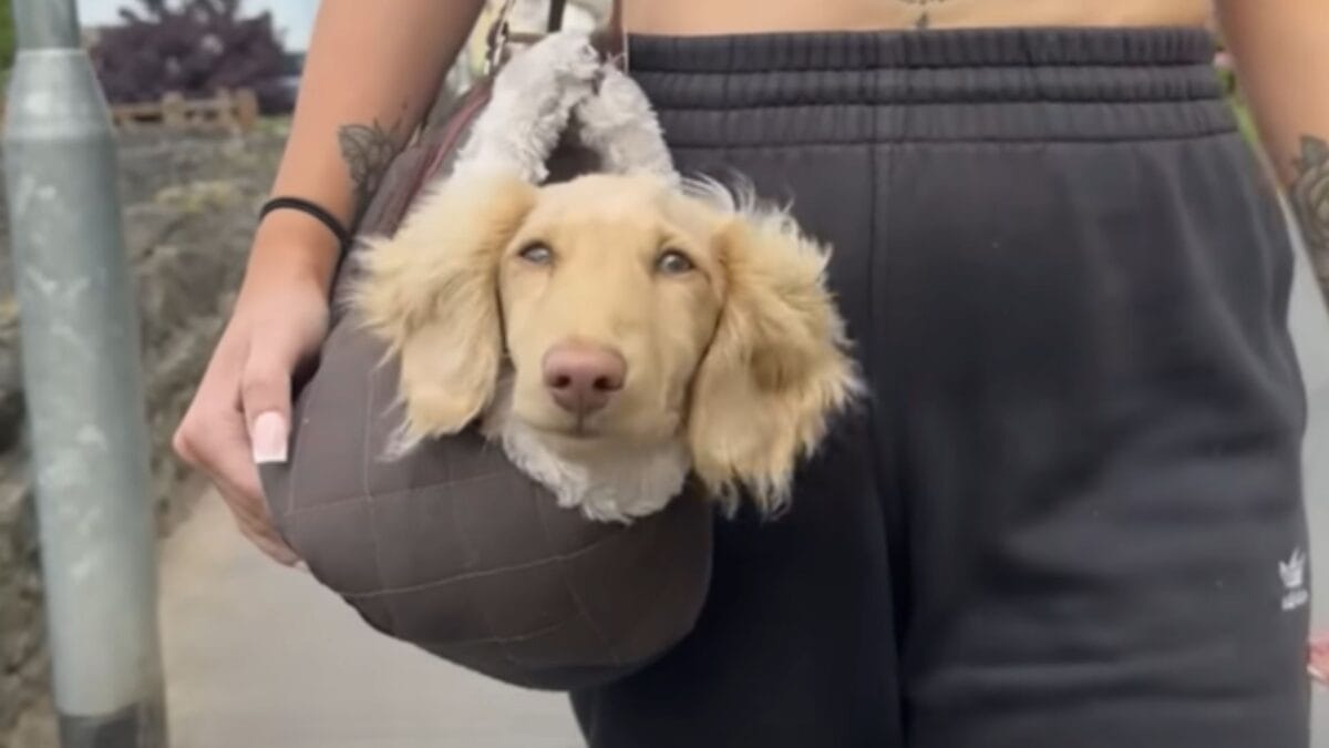 Puppy