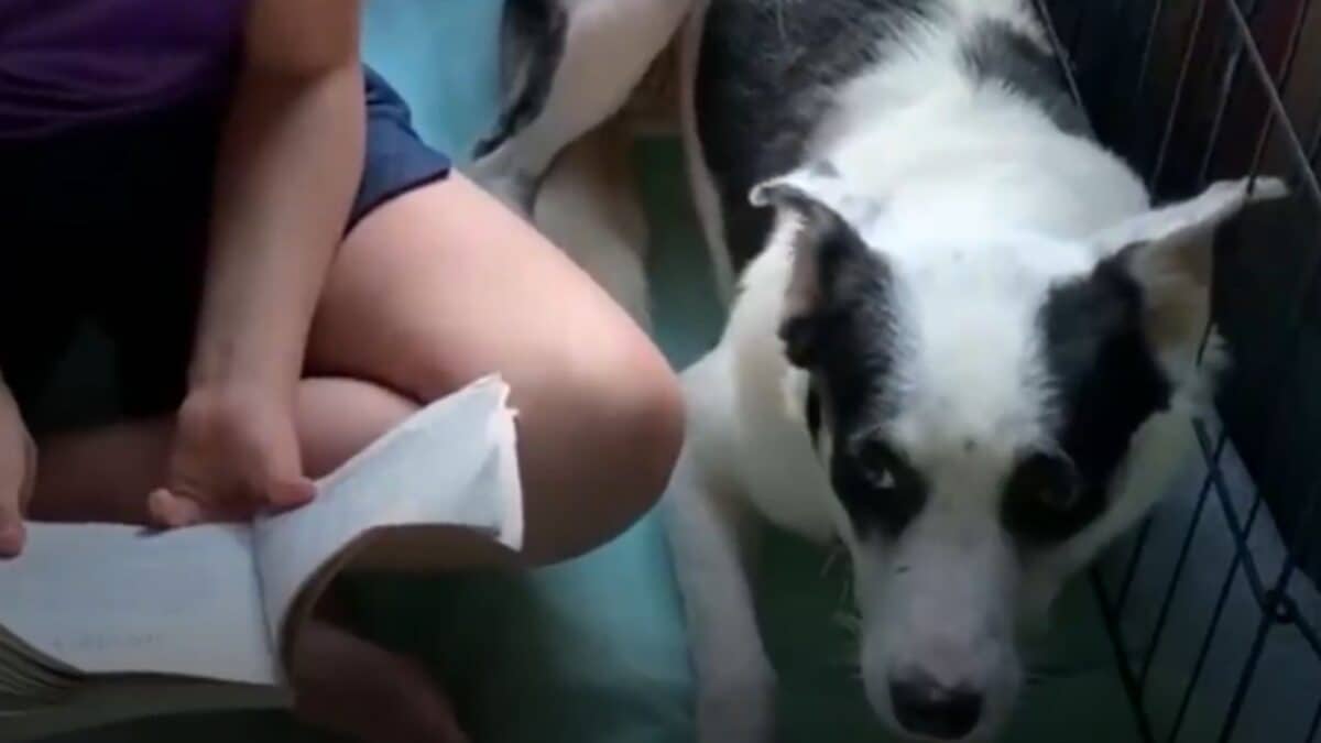 Puppy