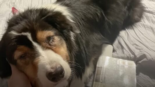 Sweet Dog Is Thrown Into A Heartbreaking Battle Against a Life-Changing Disease