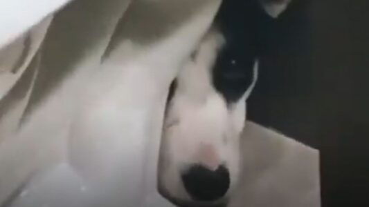Undersocialized and Petrified Pup Hides Behind The Toilet For 12 Days