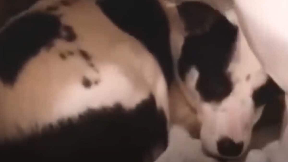 Puppy