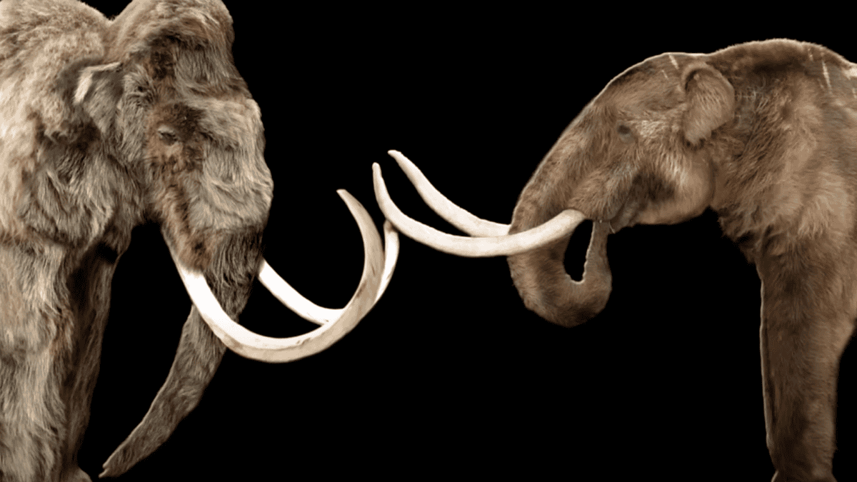Wooly mammoth and a mastodon.