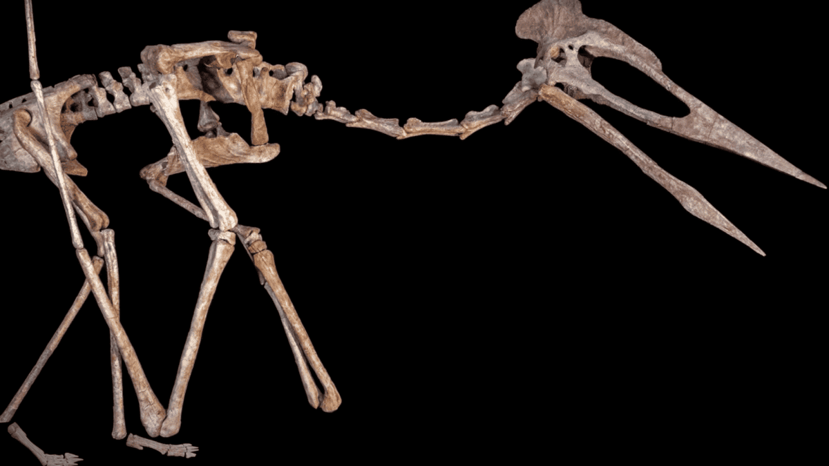 Dracula's skeleton.