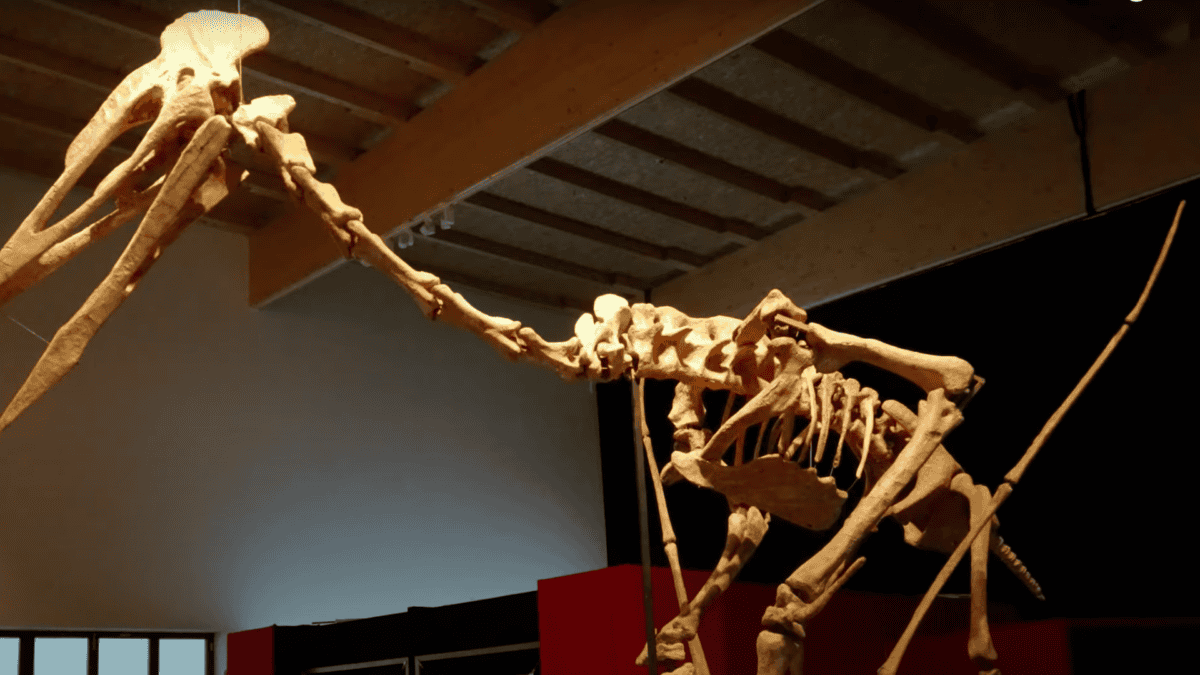 Display of Dracula's skeleton.