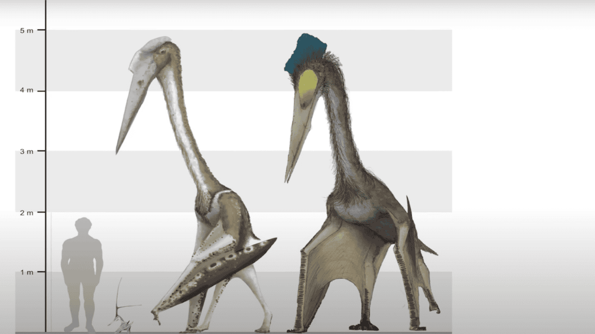 Giant pterosaurs scaled with a man.