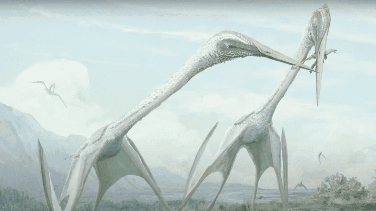 Two giant azhdarchids.