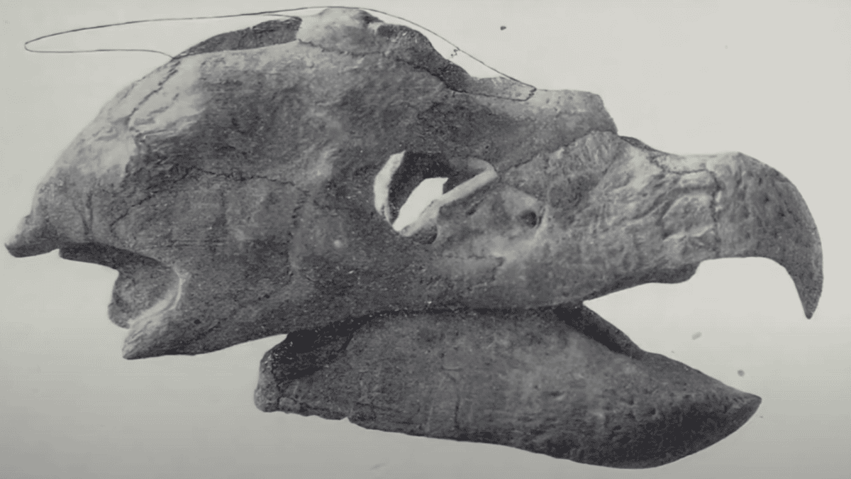 Skull of archelon.