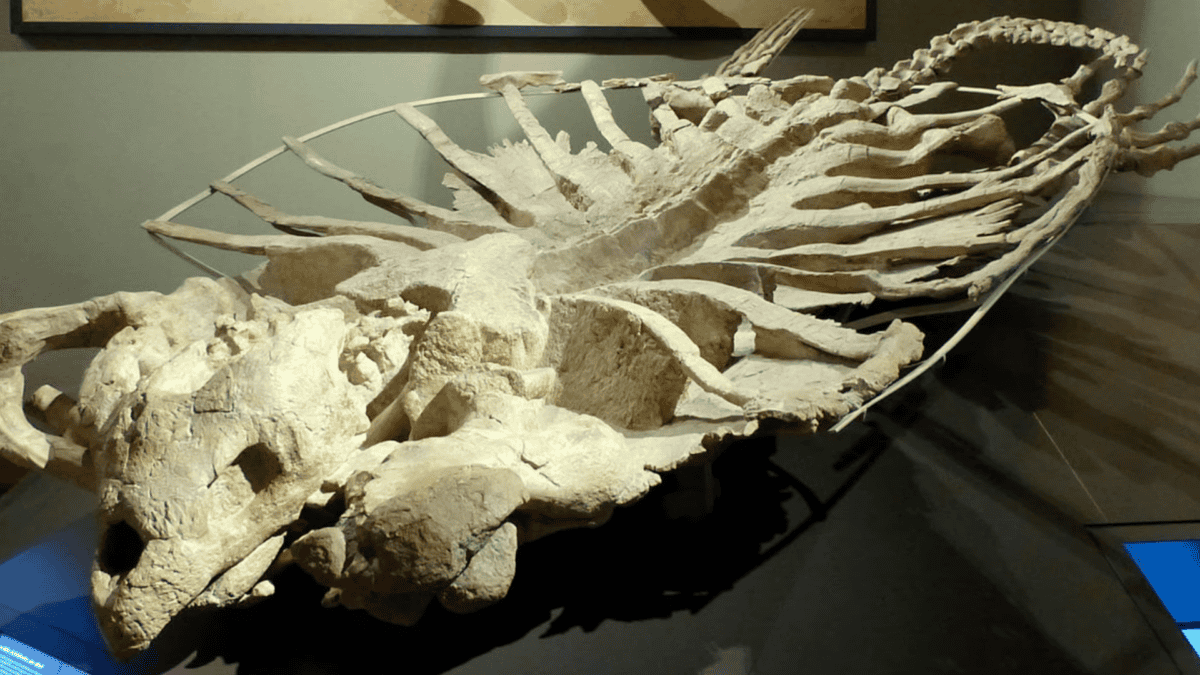 Archelon skeleton.