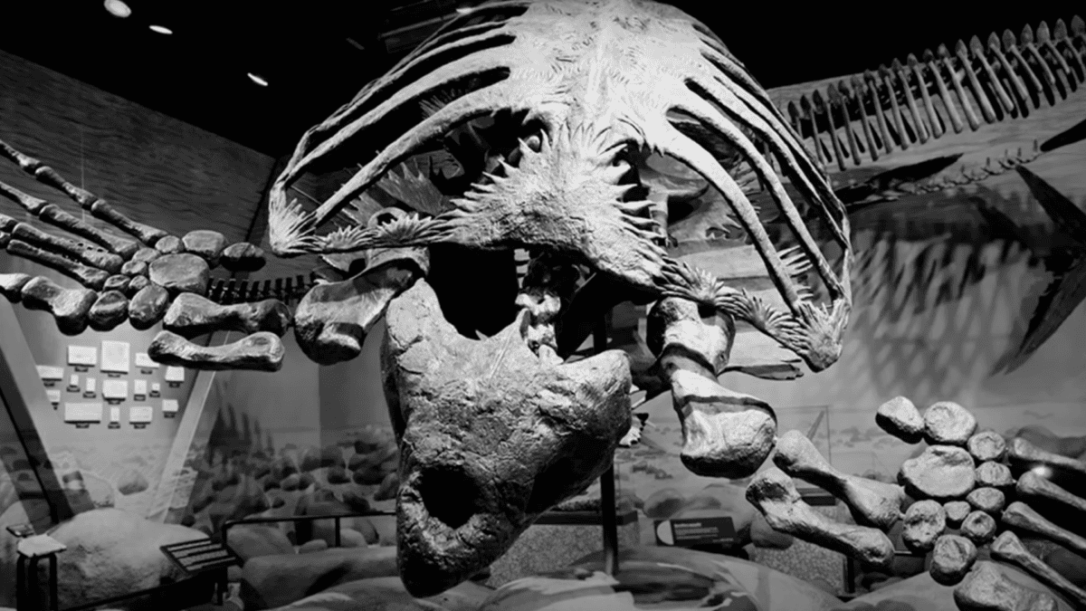 Full skeleton of archelon the prehistoric turtle. 