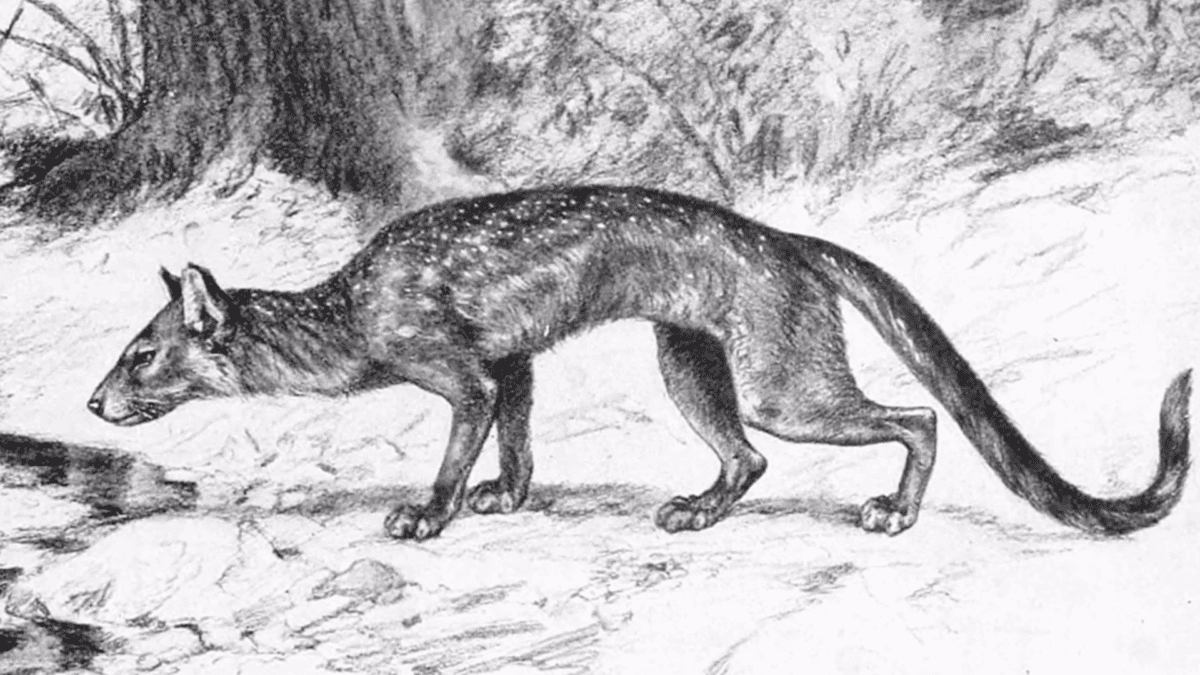 Drawing of a prehistoric dog.